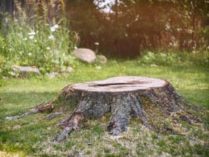 Tree stump on the lawn